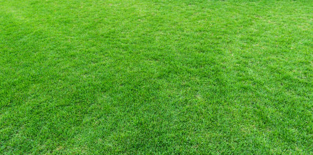 Natural green trimmed grass field